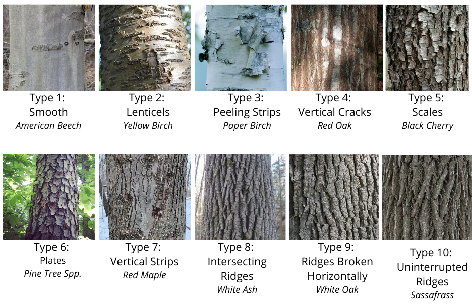 How to Identify Trees in Winter - - Chikaming Open Lands